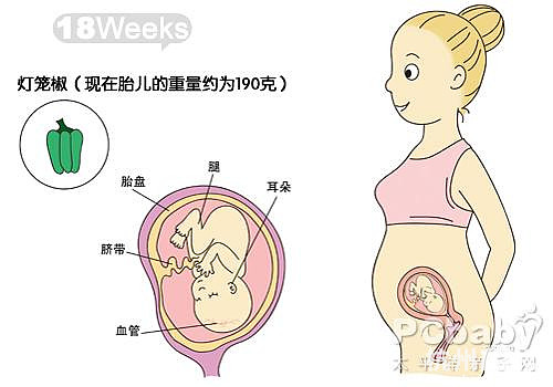 懷孕11-20周圖解（圖）