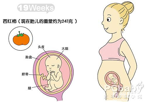 懷孕11-20周圖解（圖）