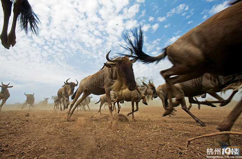2012年七月超级狂野非洲,肯尼亚动物大迁徙特