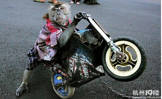 印尼街头猴子穿衣表演-口水乐园-杭州19楼