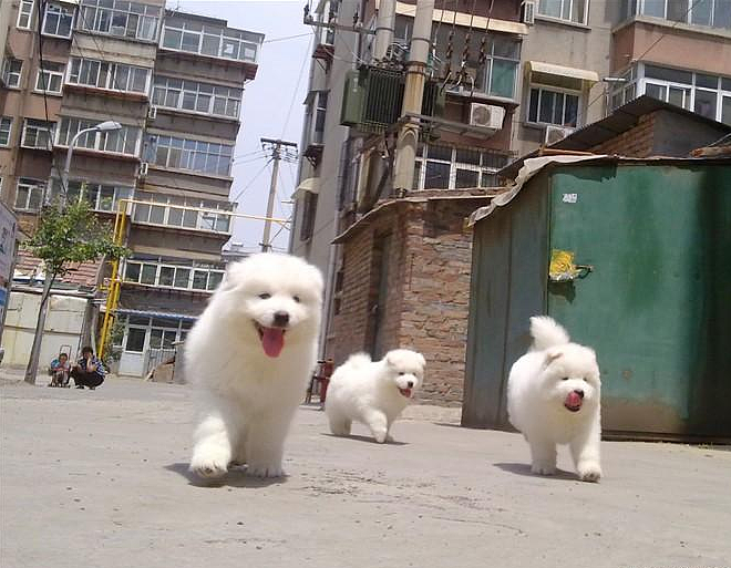 自己家里养的大狗生的小宝宝,找养过狗的人。