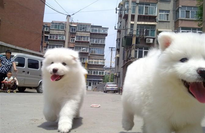 自己家里养的大狗生的小宝宝,找养过狗的人。