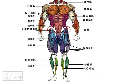 徒步、登山的常见伤病-隔日肌肉酸痛(体无完肤