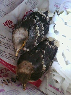 转让2012年头窝八哥-宠物相关交易区-杭州19楼