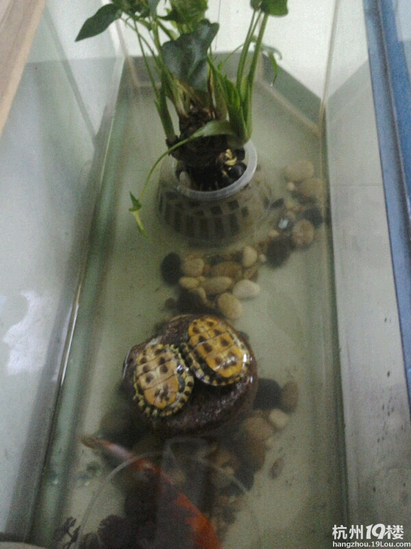 我家巴西龟是不是要下蛋了?-家有宠物-杭州19