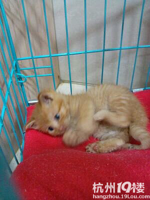 ѱI(lng)B(yng)2(g)´С؈I(lng)B(yng)~~~~~~~~~~ӷ؈ɫŶ