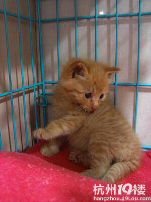 ѱI(lng)B(yng)2(g)´С؈I(lng)B(yng)~~~~~~~~~~ӷ؈ɫŶ