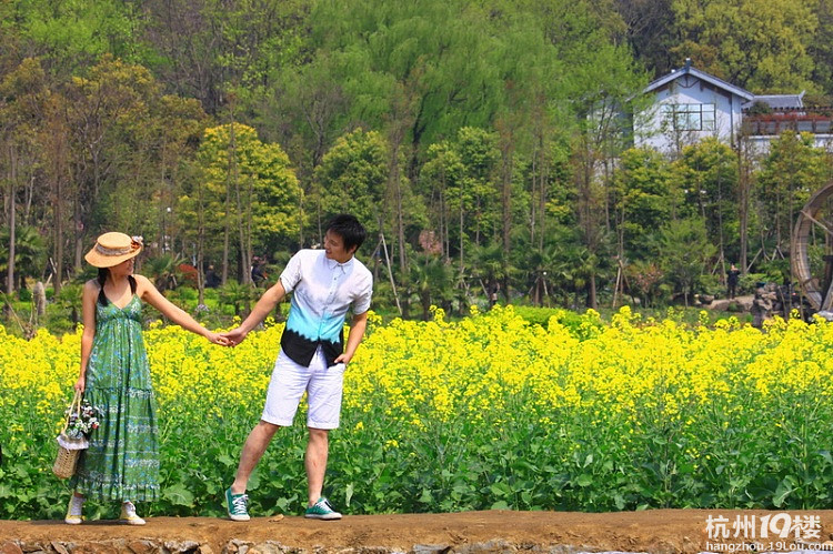 春季到八卦田来赏油菜花-活动-大杭州旅游-杭州