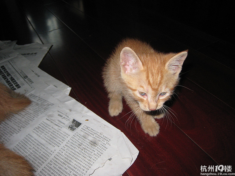 45天小猫-家有宠物-杭州19楼