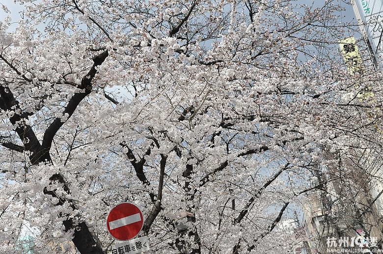 2012.4月 日本自由行 过山车哟~高达哟~樱花哟