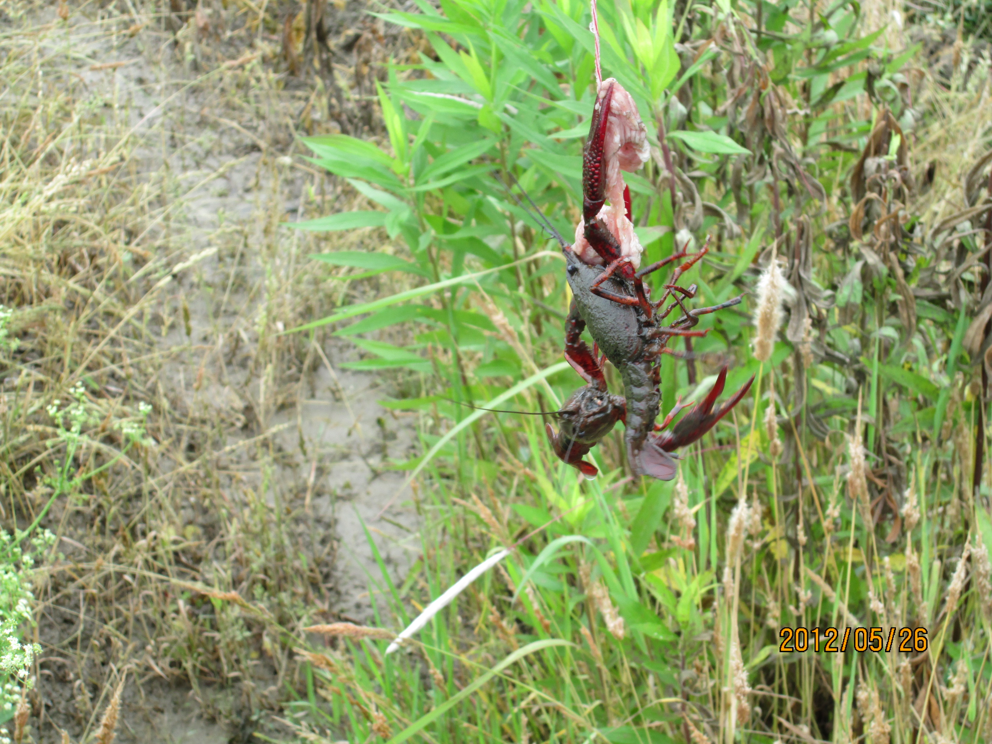 钓龙虾,摘树莓,抓山鸡