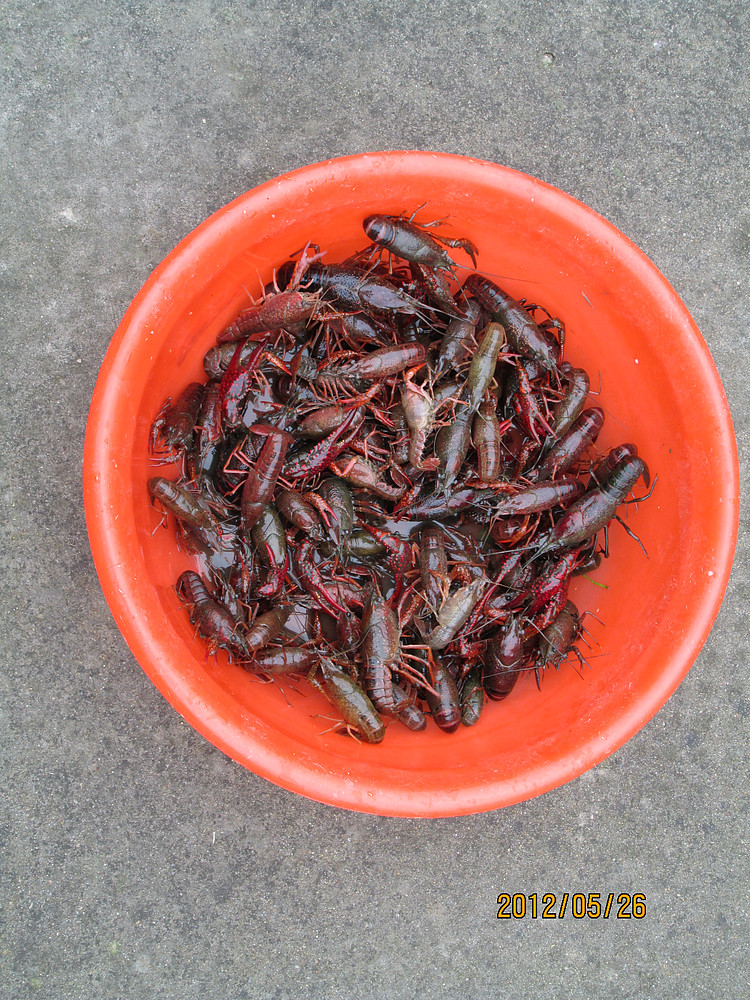 钓龙虾,摘树莓,抓山鸡-边走边拍-杭州19楼