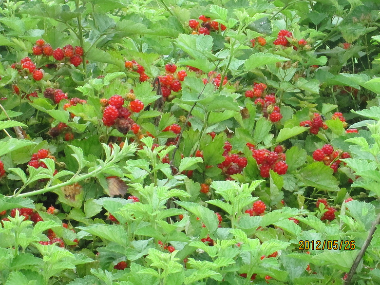 钓龙虾,摘树莓,抓山鸡-边走边拍-杭州19楼
