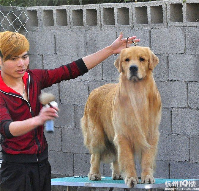 金毛蒂亚戈直子拉菲ex钱德勒直女hugo的大毛