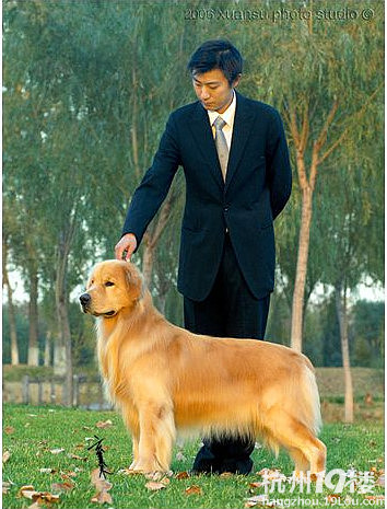 金毛蒂亚戈直子拉菲ex钱德勒直女HUGO的大毛