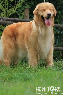 金毛蒂亚戈直子拉菲ex钱德勒直女HUGO的大毛