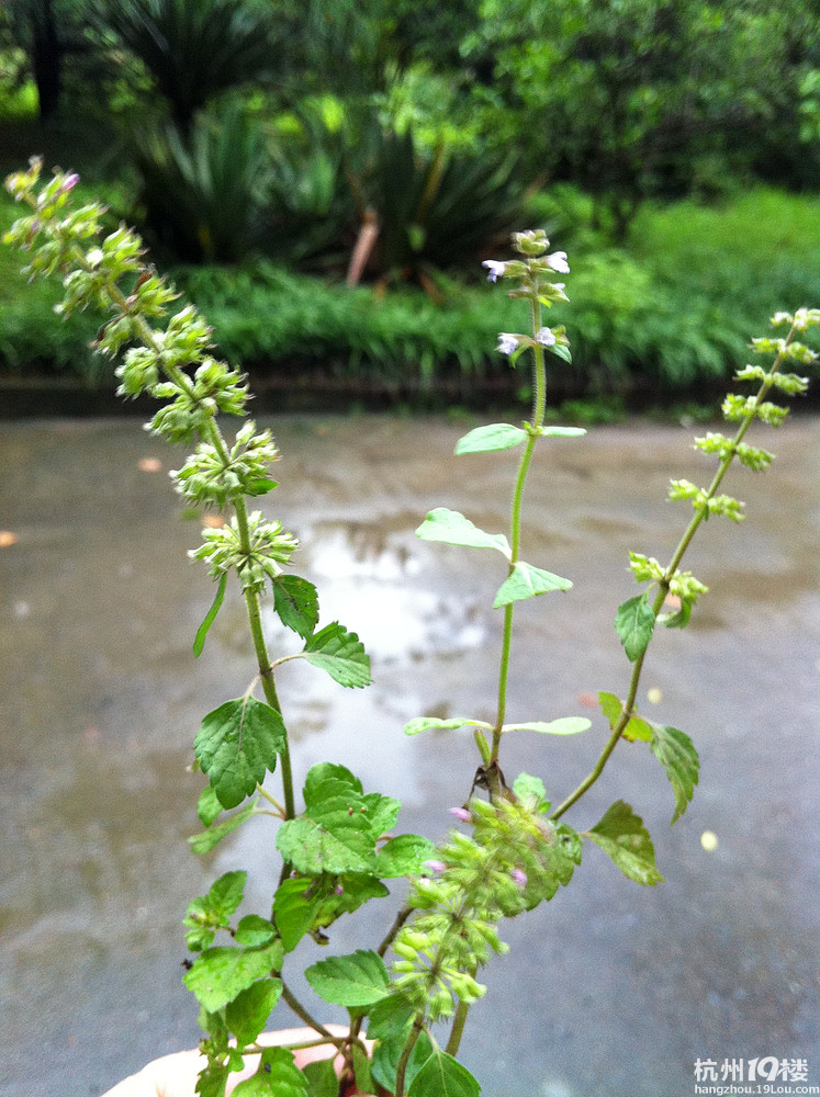 治疗肺癌的野草(偏方)附照片 请网友识别下名字