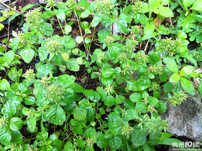 治疗肺癌的野草(偏方)附照片 请网友识别下名字