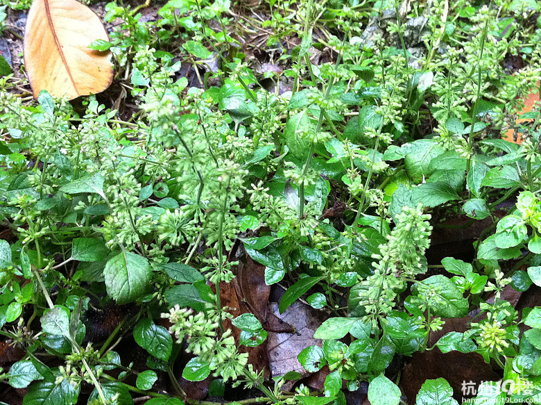 治疗肺癌的野草(偏方)附照片 请网友识别下名字