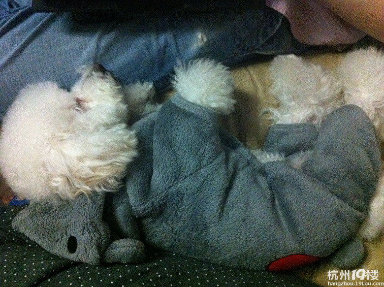 我家<em>姐妹</em>花~-家有宠物-<em>杭州</em>19楼