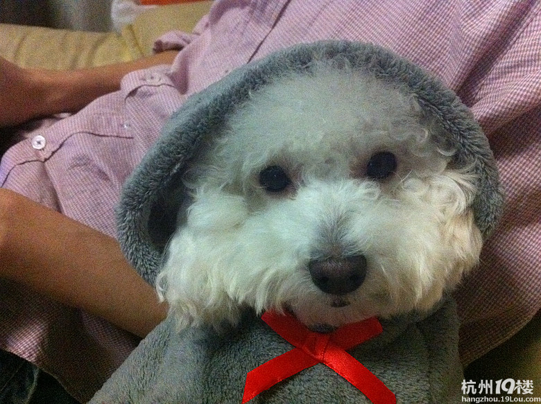 我家<em>姐妹</em>花~-家有宠物-<em>杭州</em>19楼