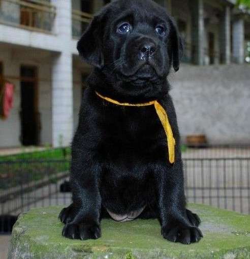 杭州有没有拉布拉多犬杭州拉布拉多犬多少钱