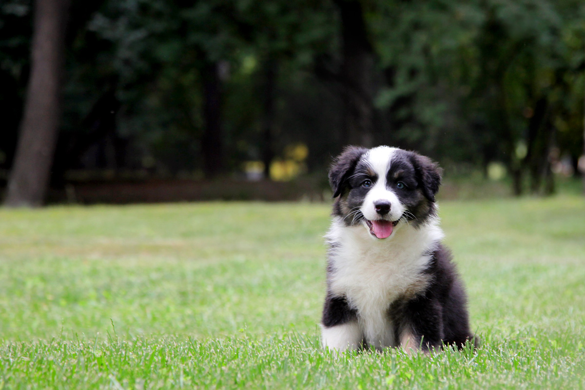 澳牧\/澳大利亚牧羊犬\/澳洲牧羊犬幼犬