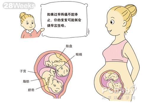 双胞胎胎儿发育图(图)