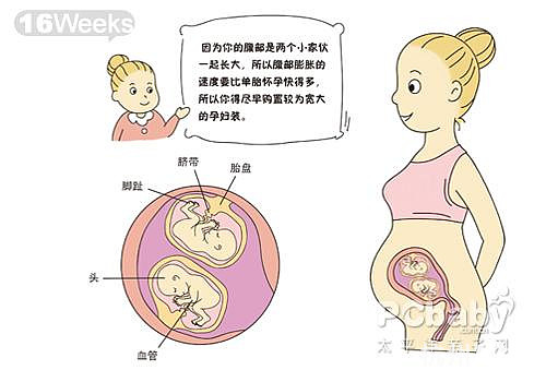 双胞胎胎儿发育图(图)