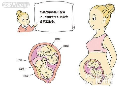 双胞胎胎儿发育图(图)-准妈妈俱乐部-准妈妈论