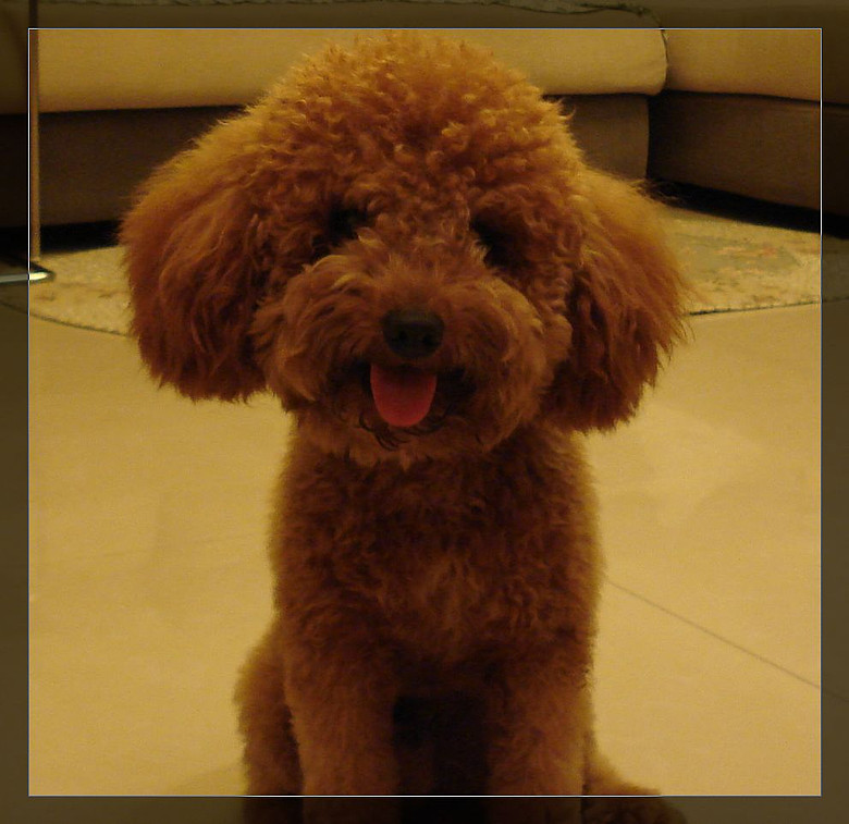 宠物狗狗场/出售纯种泰迪犬/红色泰迪/棕色泰迪