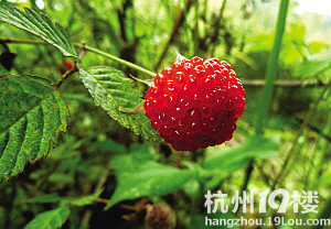 4岁宝宝吃这种野草莓中毒 这种农药毒性大且没