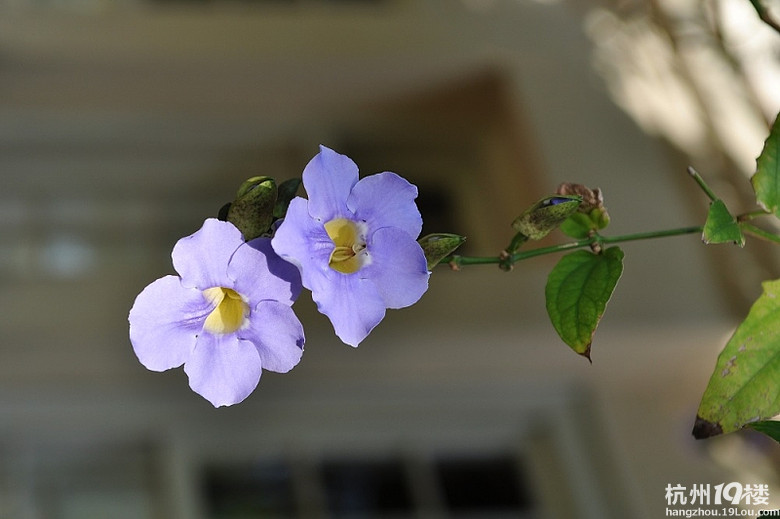 古巴美景之--海明威故居-趣闻-旅游先遣队-杭州