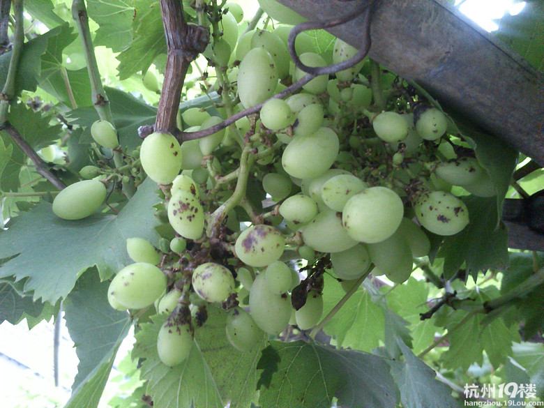 【求帮助】我家的葡萄上长斑点了!-公社之家-杭