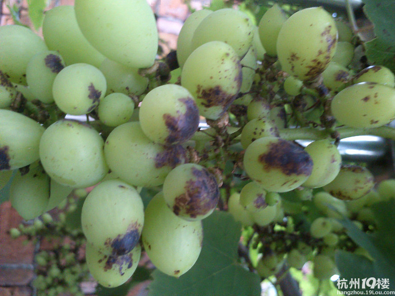 【求帮助】我家的葡萄上长斑点了!-公社之家-杭