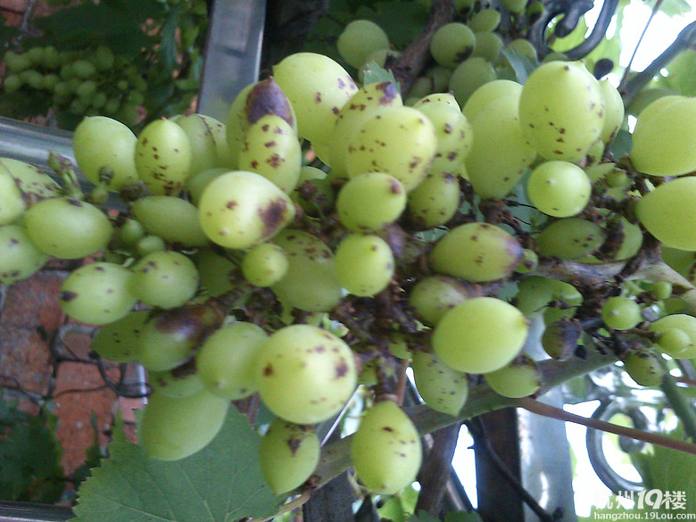 【求帮助】我家的葡萄上长斑点了!-公社之家-杭