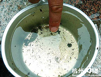 【寻找最美春天】就在你我身边-居家生活-杭州