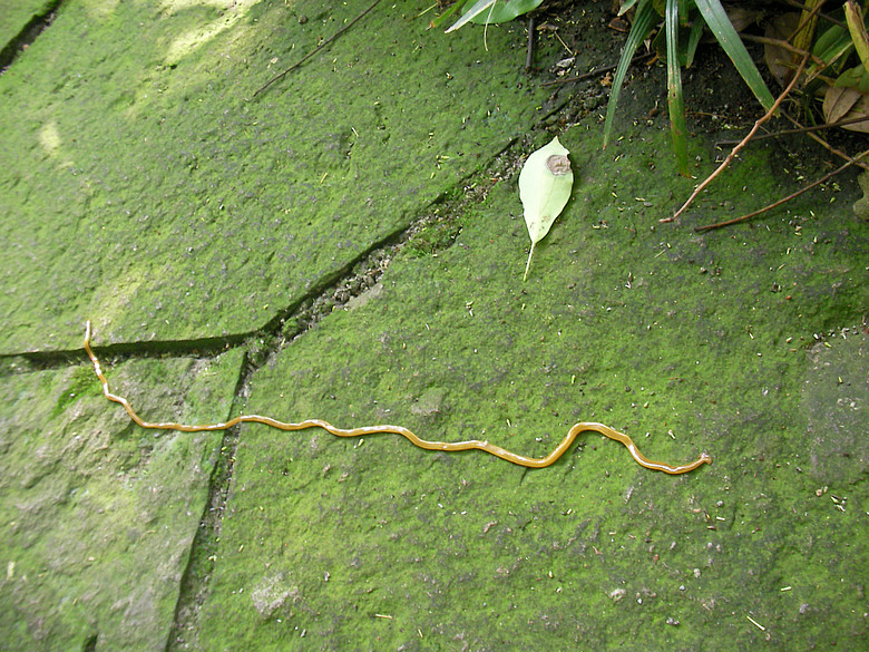 我的蚯蚓照片-网友服务区-杭州19楼