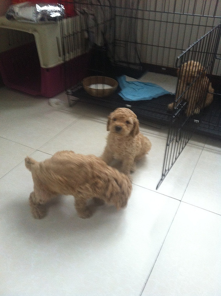 家养杏色贵宾犬 迷你泰迪 狗贩勿扰 -家养出售