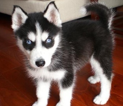 杭州出售纯种哈士奇价格多少哈士奇犬图片 杭州哈士奇犬报价多少