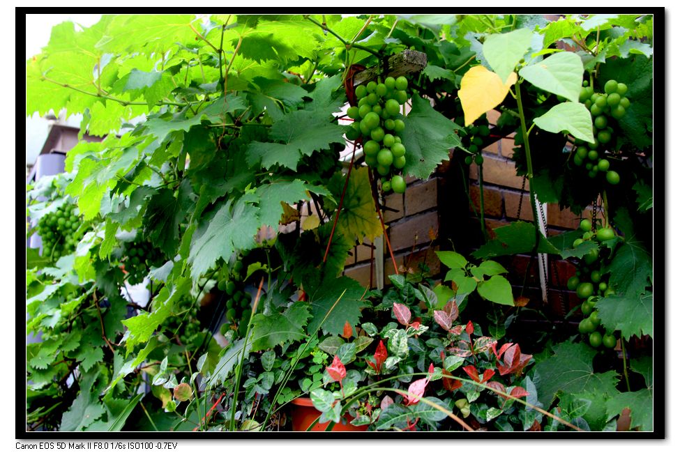 阳台种植-19摄区-杭州19楼