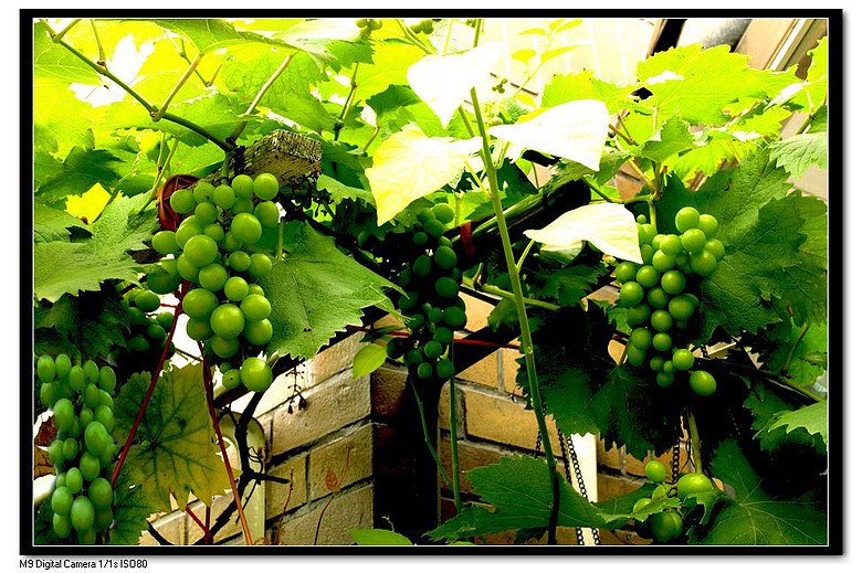 阳台种植-19摄区-杭州19楼