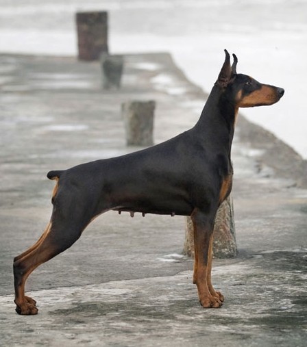 出售家养美系杜宾