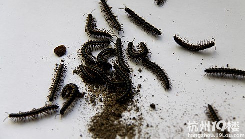 狗狗吃了条像蜈蚣的虫子,该怎么办?-家有宠物