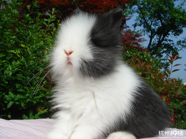家养超级长毛盖脸可爱道奇安哥拉兔猫猫兔-宠