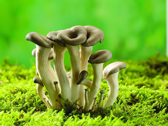 雨季里的精灵:一组精美的蘑菇图片-美景-养眼搞