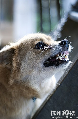 狗狗翻脸咬人的原因-宠物新闻-家有宠物-杭州1