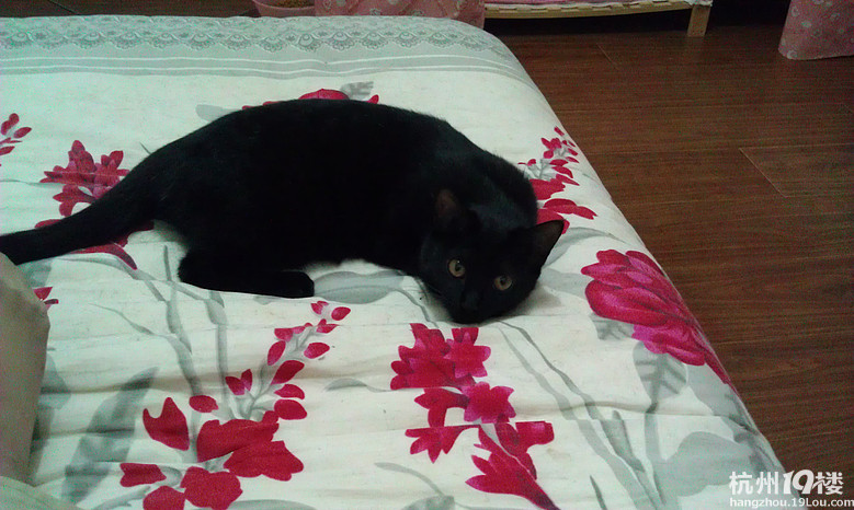 可爱黑猫咪领养-家有宠物-杭州19楼