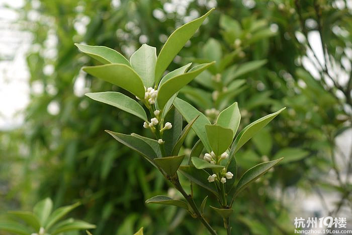 今年的金桔花比往年要开得晚些-花鸟鱼虫-居家生活-杭州19楼