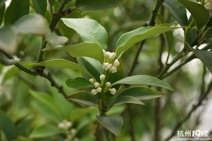 今年的金桔花比往年要开得晚些-花鸟鱼虫-居家生活-杭州19楼